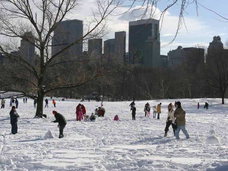 sheep_meadow_snow