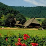 foresta-nera4